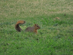 Sciurus niger