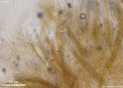 Lophium mytilinum