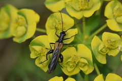Oedemera pthysica