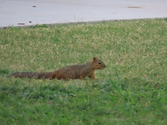 Sciurus niger
