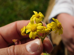 Senecio vernalis