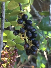 Notanthera heterophyllus