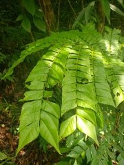 Archidendron clypearia