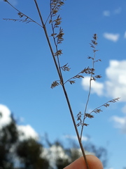 Poaceae