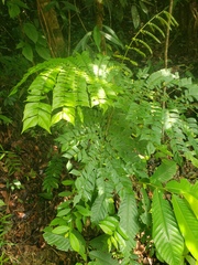 Archidendron clypearia