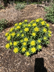 Euphorbia epithymoides
