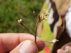 Brassica tournefortii