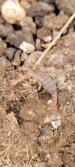 Catalinia minima