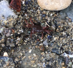 Hemigrapsus