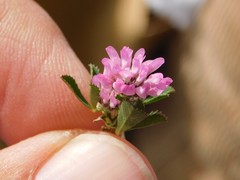 Trifolium tomentosum