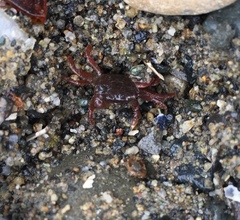 Hemigrapsus