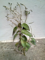 Cinnamomum osmophloeum