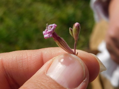 Silene colorata
