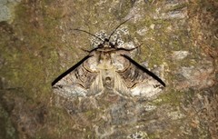 Abrostola asclepiadis