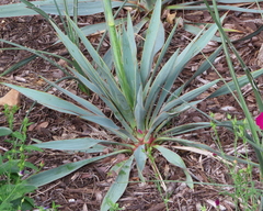 Yucca rupicola