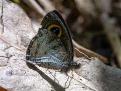 Ypthima aphnius