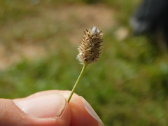 Plantago lagopus
