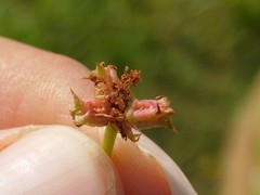 Rumex spinosus