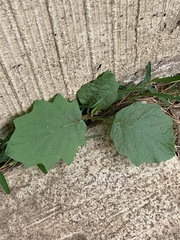 Solanum