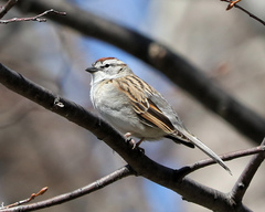 Spizella passerina