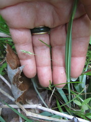 Carex laxiculmis