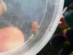 Pyrrhocoris apterus