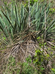 Yucca louisianensis