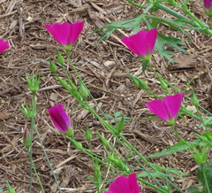 Callirhoe leiocarpa