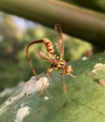 Toxotrypana curvicauda