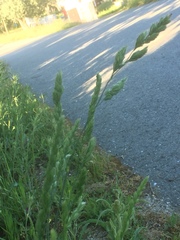 Dactylis glomerata lusitanica