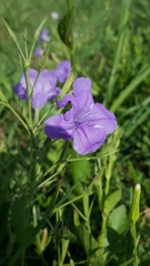 Ruellia nudiflora