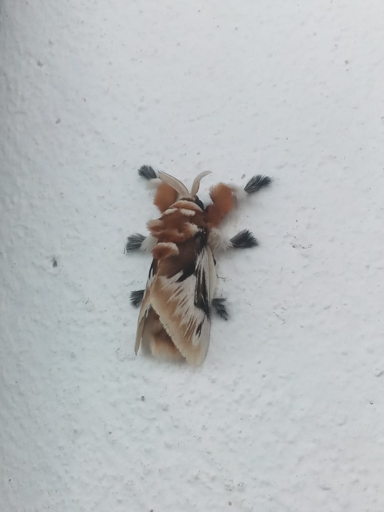 Megalopyge salebrosa