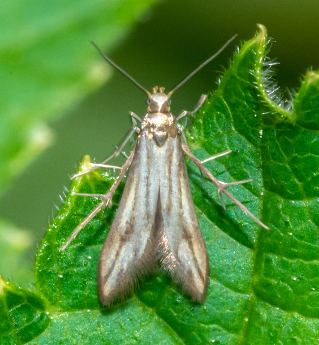Blackberry Skeletonizer photo 4