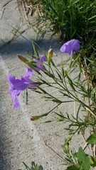 Ruellia nudiflora