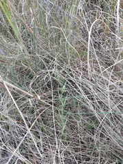 Wahlenbergia undulata