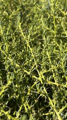 Sclerolaena muricata