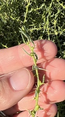 Sclerolaena muricata