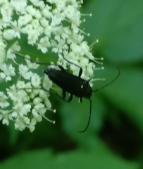 Lepturini