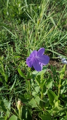 Ruellia nudiflora