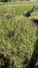 Sclerolaena muricata