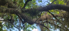 Tillandsia setacea