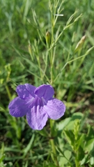 Ruellia nudiflora