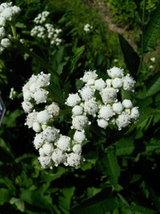 Parthenium auriculatum