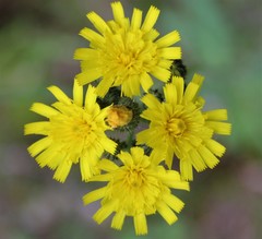 Hieracium venosum