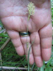 Carex laxiculmis