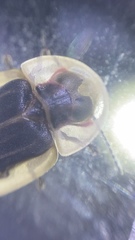 Cratomorphus concolor