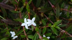 Diodia virginiana