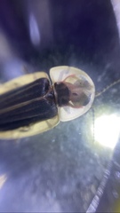 Cratomorphus concolor