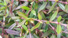 Diodia virginiana