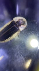 Cratomorphus concolor